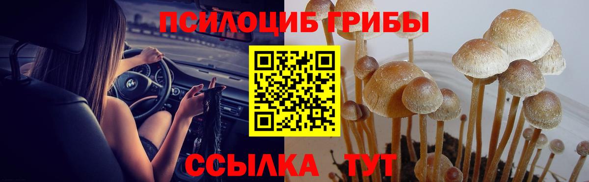 где найти наркотики  Галлюциногенные грибы Psilocybine cubensis  Вход с VPN  Моздок 